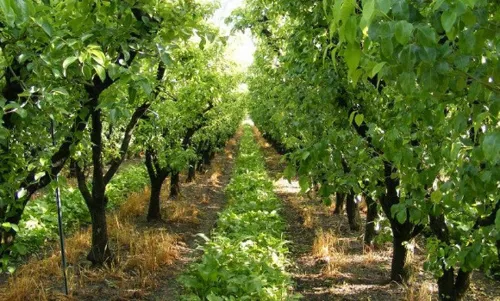 Allée d'arbres fruitiers dans un verger