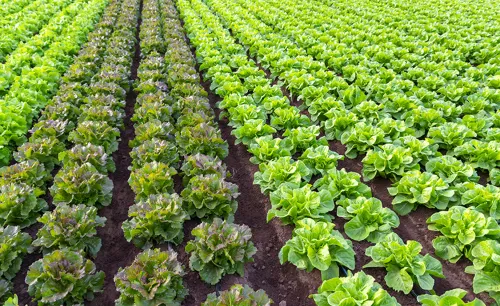 Champ de salades en culture maraîchère