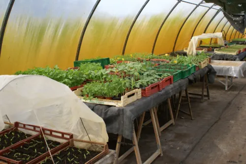 Plants en pépinière sous serre